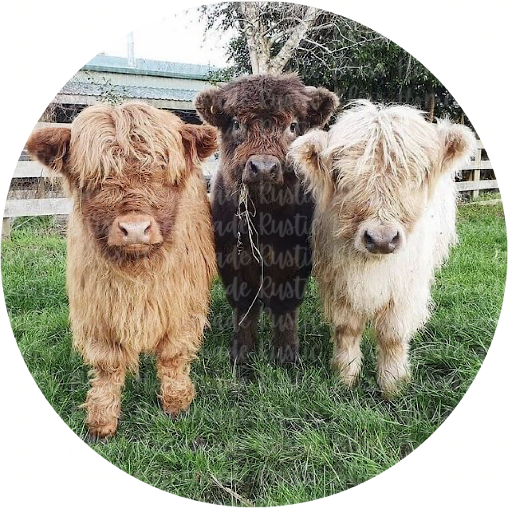 Longhorn Babies